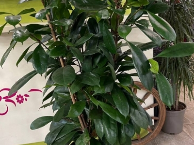 Фикус Циатистипула 