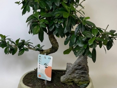 Бонсай Кармона 