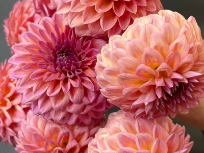 Георгины в ассортименте (большой выбор)