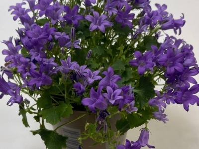 Кампанула в горшке 