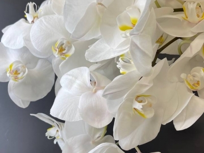 Орхидея Фаленопсис, цветок