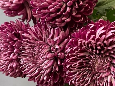 Хризантема Бигуди Перпл 