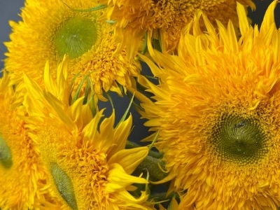 Подсолнух Тедди