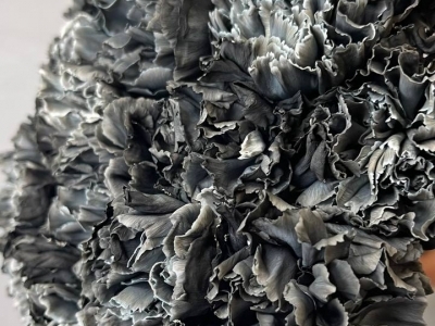 Гвоздика Блэк молли