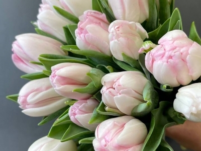 Тюльпан Фокстрот пионовидный 