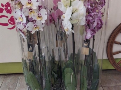 Орхидея Фаленопсис 2 ствола в ассортименте