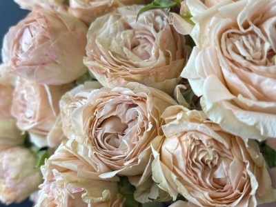 Роза Би Дженерос (Be Generous) кустовая пионовидная 