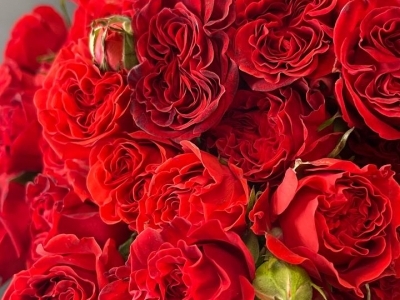 Роза кустовая Спрэй ветс ред джеуел (Spray that's red jewel)