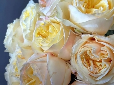 Роза Крем экспрешн (Cream X-pression) пионовидная