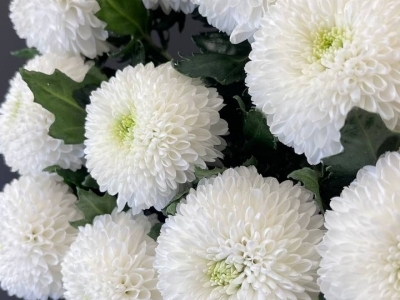 Хризантема Супербоул Вайт