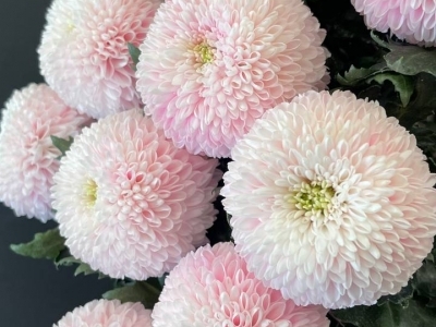 Хризантема Супербоул Бейби Пинк