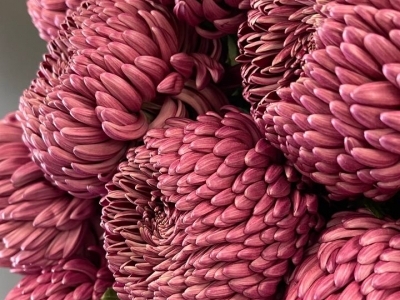 Хризантема Бигуди Ред