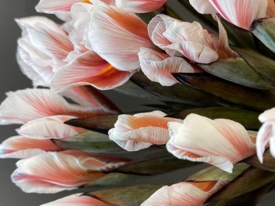 Ирис Брауни (крашенный)