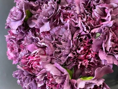 Гвоздика Гипноз