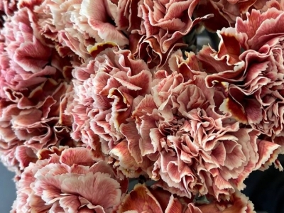 Гвоздика Брауни