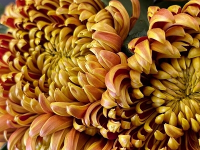 Хризантема Бислет