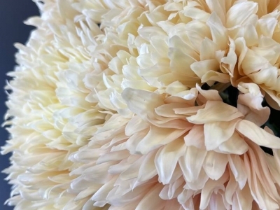 Хризантема Авиньон