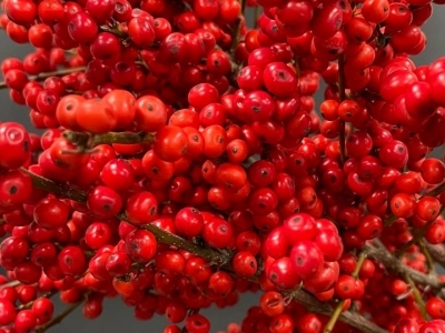 Ягоды илекса красные, ветка