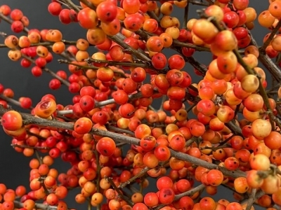 Ягоды илекса желтые-оранжевые, ветка