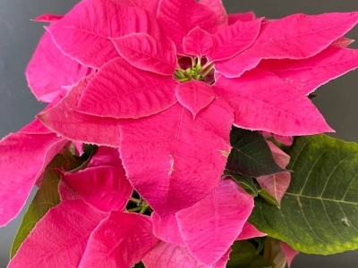 Пуансеттия розовая (Рождественская звезда)