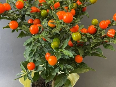 Соланум (паслен) Соланум (паслен)