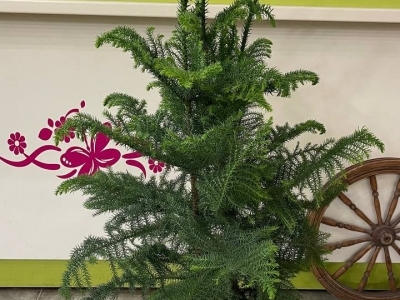 Араукария (домашняя ель) в горшке (d24)