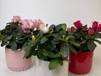 Азалия в ассортименте (d9см)