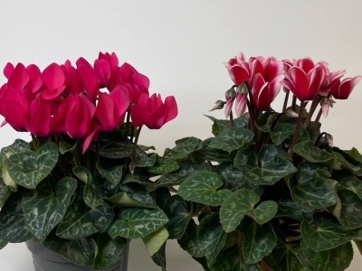 Цикламен в ассортименте 