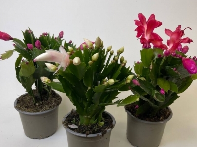  Декабрист (Шлюмбергера) в ассортименте