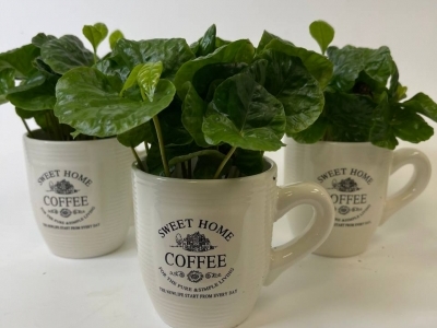 Кофе арабика в чашке в ассортименте (d9)