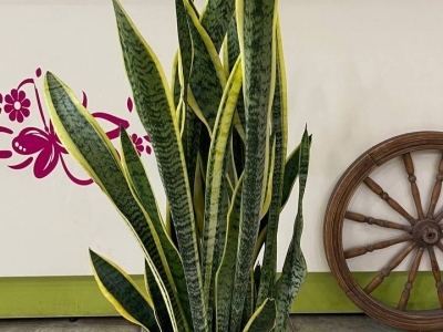 Сансевиерия (104/d21)