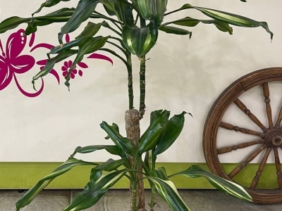 Драцена Синто (100/d17)