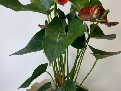 Антуриум (53/d13)