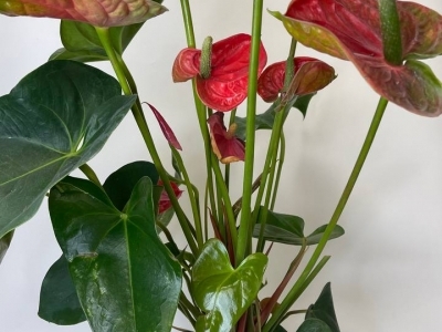 Антуриум красный (63/d17)