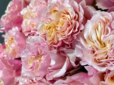 Роза Майра пич пионовидная