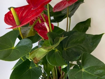 Антуриум красный (65/d17)