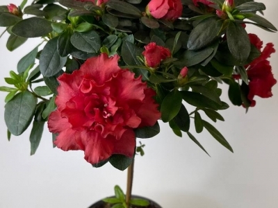 Азалия на штамбе красная (Рододендрон) 