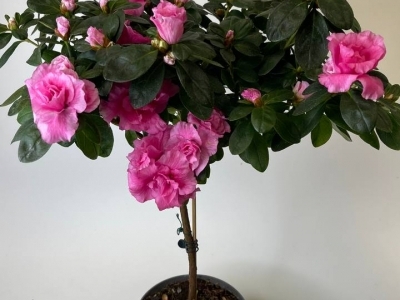 Азалия на штамбе розовая (Рододендрон) 