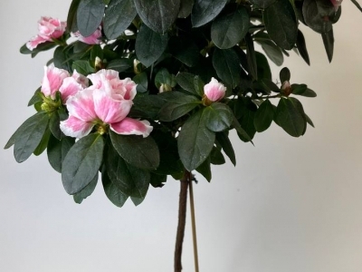 Азалия на штамбе (Рододендрон) розовая (45/d13)