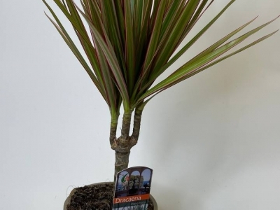 Драцена Маргината (45/d12)