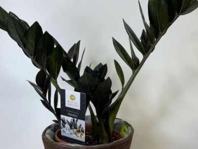 Замиокулькас Равен (долларовое дерево) (h43/d15)