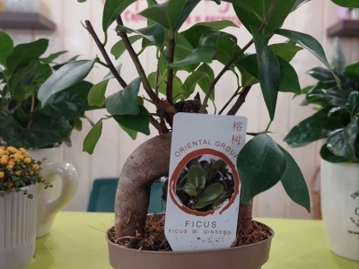 Бонсай фикус Гинсенг