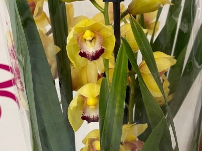 Цимбидиум желтый в горшке (d14)