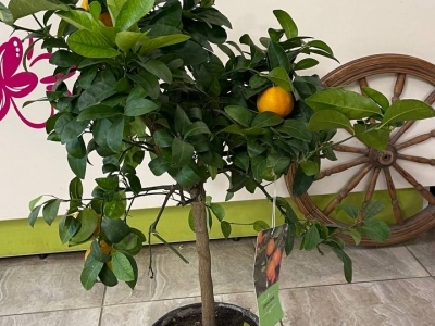 Цитрофортунелла Limetta rossa (h90/d22)