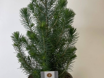 Пинус (сосна) в горшке (h50/17d)