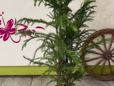 Араукария (домашняя ель) в горшке (h110/d24) 4 ствола