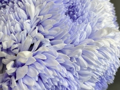 Хризантема Скайстар софт милка (Skystar soft milka)