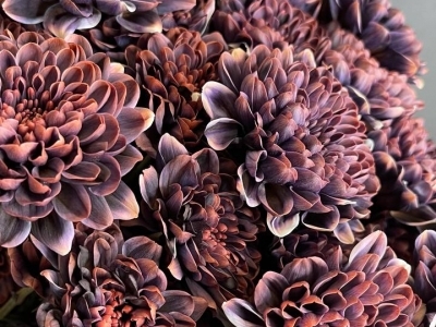 Хризантема Алтай Бандито