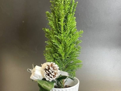 Хамакипарис Элвуди (h33/d9)