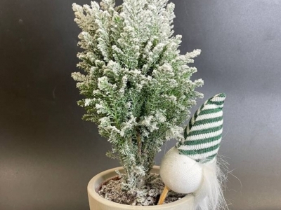 Хамакипарис Элвуди заснеженный (h33/d9)